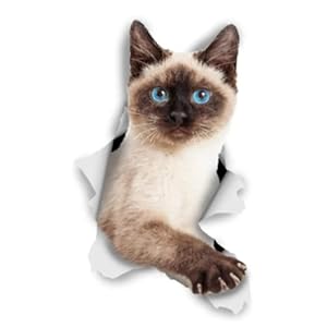 2 Stks 3D Gepersonaliseerde Mode Stickers Gebruikt Voor Auto Motorfiets Muur Meubels Waterdicht Vinyl Pvc 13 Cm X 5.4 Cm Auto Stickers Laptop Koffer Vrachtwagen Auto Decal