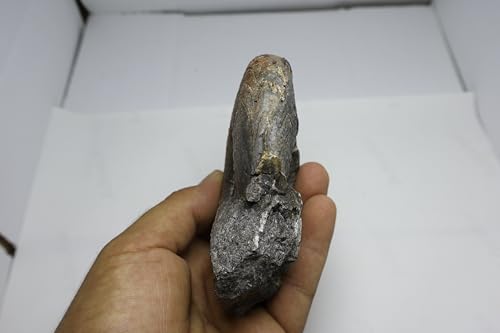 Image of Ammonite Cretaceous Fossils Fossils from Morocco Fossil Rock ammonites Fossil from Morocco A299