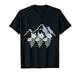 Alpen Edelweiß Korbblütler Alpenblume Schweiz