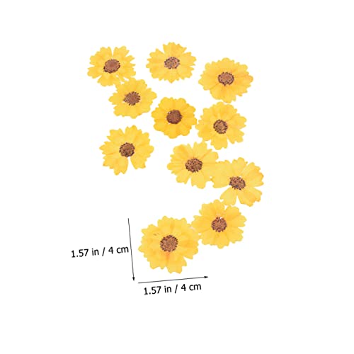 Flores secas margaritas para manualidades 48 unidades miniatura 4