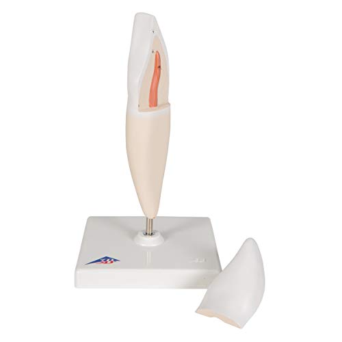 Image of 3B Scientific D10 /1 Lower Incisor 2-part - 3B Smart Anatomy