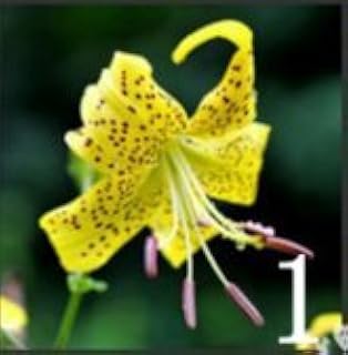 50 Elder Seed Lily Perfume PC, 24 Garden Varieties Seed Flower Plants, Lily Bonsai Seeds: Only Seeds