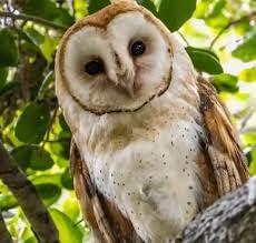 Nature Laptop Design-187 Nature Laptop Design-187