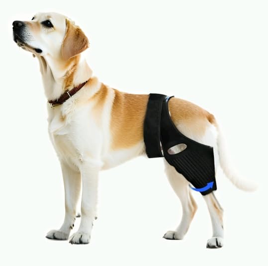 Orthèse de hanche pour chien avec 10 stabilisateurs anti-douleur