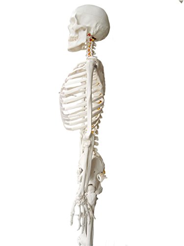 Wellden Medical Anatomical Human Skeleton Model, 170Cm, Life Size, W/Nerves, Vertebral Arteries, Stand Included #TOP2