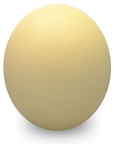 Premium Ostrich Eggshell - Grade B - Standard Size