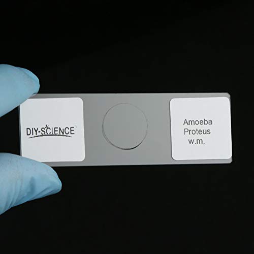Image of Prepared Microscope Slides Set for Apologia Biology, Pack of 16pcs Specimens Specifically for Biology Course (Apologia Slides)