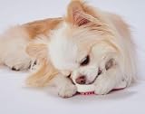 ペティオ (Petio) 犬用おもちゃ かんでるボーンデンタル Sハード 完熟いちごフレーバー