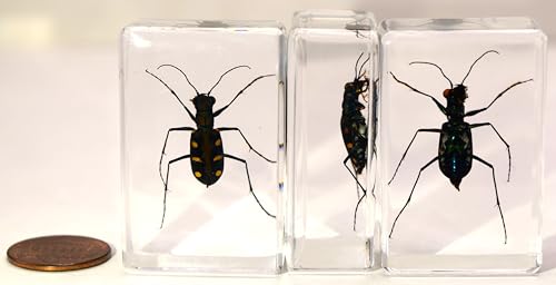 Image of 44mm Real Indonesian Tiger Beetle in Crystal Clear Lucite Resin Crafts Specimen Preserved Various Animal Insect Bug Taxidermy Collection for Biology Science Education & Desk Ornament Display Supplies
