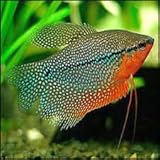 4-Pack Pearl Gourami Live Fish for Freshwater Aquariums...
