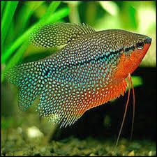 4-Pack Pearl Gourami Live Fish for Freshwater Aquariums