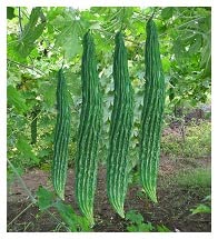 Ritz Farming Organic vegetable Bitter gourd jhalri F1 Hybrid seeds For Your Home & kitchen Garden (Pack Of 70-80 Seeds) (B0BNXG1ZLD) Amazon Price History, Amazon Price Tracker