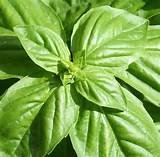 Bulk Organic Basil Seeds (1/4 lb)