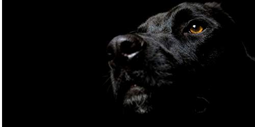 Personalized License Plate - Black Labrador Retriever Couple or Single Name Design