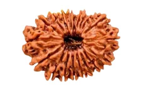 Premium 19 Mukhi Rudraksha Original Certified Nepali Bead AA++ Unnis Mukhi Rudraksha with Pure Silver Locket 19 Face Rudraksh Ninteen Faced Rudraksh 19 मुखी रुद्राक्ष ओरिजिनल