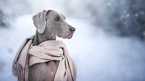 1000 Pieces Jigsaw For Adults Puzzles Weimaraner Brain Challenge Puzzle For Kids Educational Games，Brain Challenge Puzzle For Kidseducational Games Gi