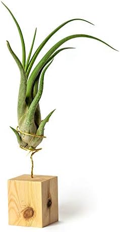 Tillandsia, grande supporto per piante d'aria, 40,6 cm, per decorazione della casa