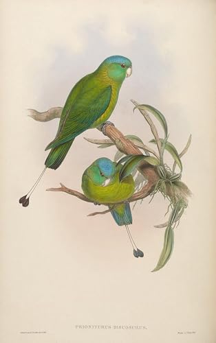 Peinture oiseau Prioniturus Discurus John Gould art mural classique de salon