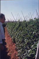 Manual Prático de Agricultura Orgânica