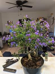 Image of RISHIKA PLANT HOUSE-Vietnam inchDesmodium Blue Braya inch | inch Vietnam Bonsai Bluebell inch Pre Bonsai (Medium Size) Healthy Bonsai Sepling Plant With Pot