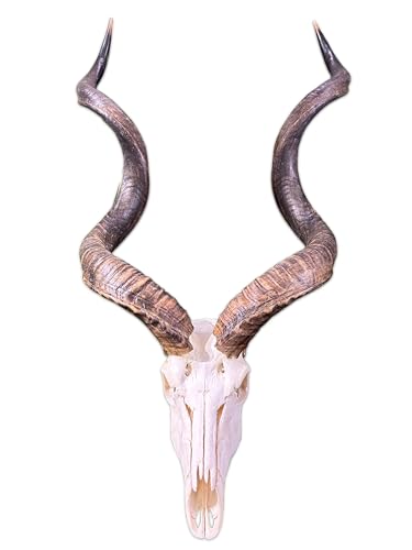 Deluxe Cowhides Real XXL Kudu Skull - Metal Bracket on Back - Average Size: 48LX26WX14D inches