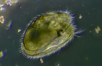 25+ Freshwater ostracds Seed Shrimp aquaruim Cleaners Micro-Fauna Live Food for Fish invertebrates Nano Tanks