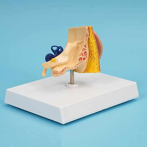 Modèle d'oreille humaine 3D : visualisez la structure interne - 7