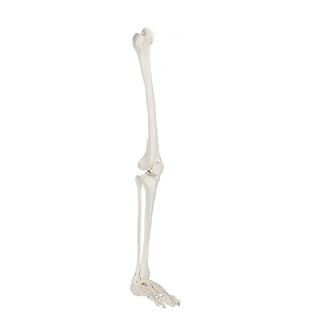 Skelett-Modell für menschliche Beine, 91,4 cm, anatomisches Modell mit allen Beinknochen, abnehmbarem Hüftgelenk und voll beweglichem Fuß, menschliches Bein-Skelett-Modell