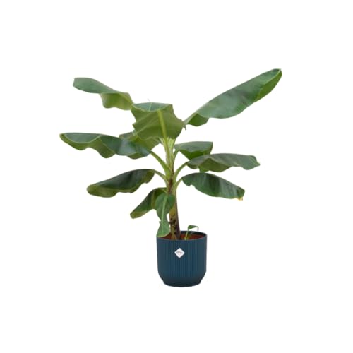 Planta de plátano (Musa), incluye elho Vibes Fold Round Azul – 90 – 100 cm – Ø22 cm – Planta de interior – Arreglo – Planta con maceta