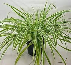 SJ STOCKS LIVE AIR PURIFYING SPIDER PLANT (PAC OFF 1 PLANT) (B09DX48F9F) Amazon Price History, Amazon Price Tracker