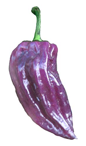 Bhut Jolokia Purple Ghost Pepper - 5 Seeds - Rare Variant - Non-GMO