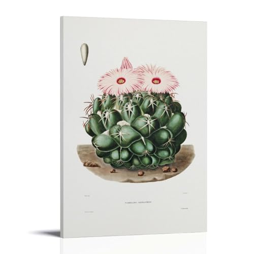 Elephant's Tooth Cactus by Charles Antoine Lemaire�A�[�g���[�N�{�[�h�A�E�H�[���X�e�b�J�[�A�C���e���A�f�U�C���|�X�^�[�A�����◾�̑����A�V�z�j���̃M�t�g�B 24x36inch(60x90cm) Frame-s