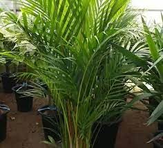 Areca palm plant seeds, 100% germination (40 seeds) (B0CFYCDHB8) Amazon Price History, Amazon Price Tracker