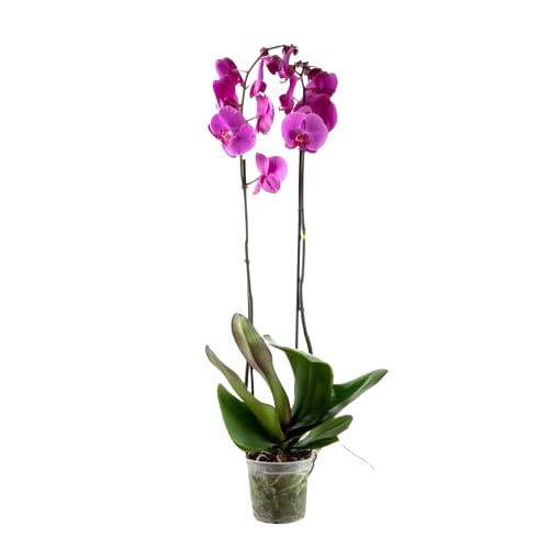 Flor Natural Orquídea Phalaenopsis la Belleza de la Naturaleza en tu Hogar