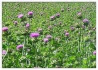 Hillbutiveda Milk Thistle Seeds | Milk Thistle Seeds for Boosting Liver Health and Lowering Cholesterol | Promotes Skin Health | Weight Management | (900gm) 1