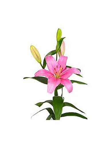 JARDIN202 - Liliums LA | Flor Natural | Ramo de 10 tallos | 80cm de alto | Rosa