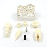 ➤ Das transparente Zahnimplantatmodell besteht aus importiertem Harzmaterial und Metall. Umweltfreundlich, ungiftig, langlebig. Große Wahl für das Studium, die Lehre, die Forschung und die Verwendung im Dentallabor. Produktgröße: 9,3 × 6,2 × 9 cm / 3,66 × 2,44 × 3,54 Zoll.