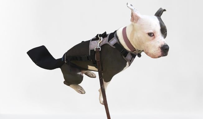 Image of Tail Guard & Harness Set - Veterinary Dog Tail Protector & Injury Wrap, Size Medium