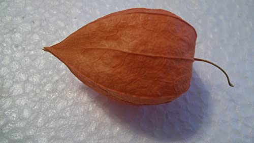 ReWood Products, LLC Dried Physalis Chinese Lantern Seed Pods, Bulk Quantity of 25, for Crafts & Arrangements - Thumbnail 3