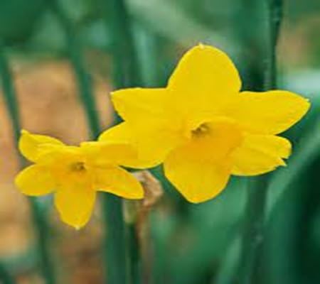 100 pièces de graines de fleurs de jonquille
