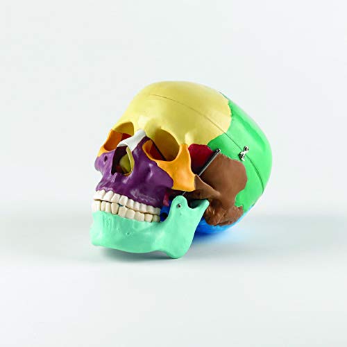 Crâne avec os colorés Performance Health didactique pour identifier chaque structure