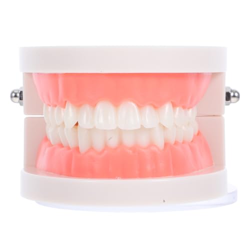 CIYODO Modèle de Dents D'garçon et Filles Anatomiquement Correct en Plastique Solide, Modèle de Prothèse de Démonstration pour Apprentissage du Brossage des Dents en Maternelle, Outil