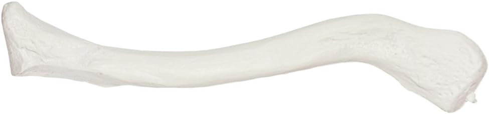 Axis Scientific Clavicle Bone Model | Right | Cast from Real Human Clavicle Bone l Human Collarbone Model Has Realistic Texture and Important Bony Landmarks | Includes Product Manual
