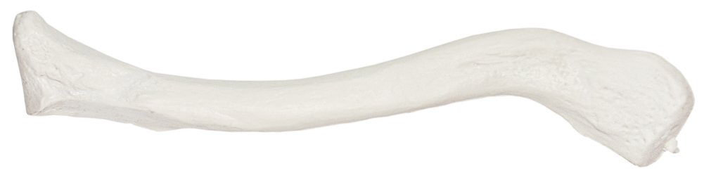 Axis Scientific Clavicle Bone Model | Right | Cast from Real Human Clavicle Bone l Human Collarbone Model Has Realistic Texture and Important Bony Landmarks | Includes Product Manual