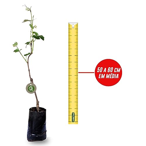 Muda de Uva Niágara Rosada Produtiva