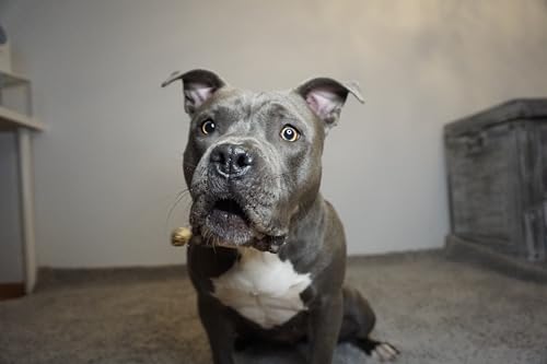 Bellfor Heide-Happen getreidefreie Soft-Snacks für Hunde mit hoher Verdaulichkeit, ohne tierische Nebenerzeugnisse. Soft-Leckerli für Hundetraining, 200 g (Lamm)