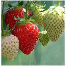 4X Sementes de Morango Ornamental 60mg Topseed Silvestre Carnudas Vasos Hortas