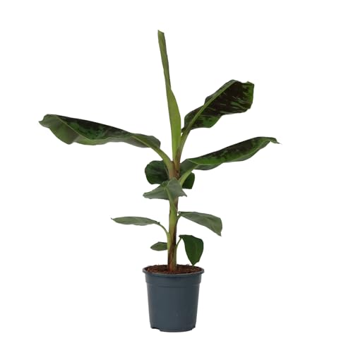 Plant in a Box - Musa Cavendish - Plante d'intérieur - Banane Cavendish naine - Pot 21cm - Hauteur 90-100cm