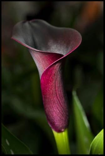 Calla Rhizom-Bunt & Verzaubernd-Limitierte Serie-Mühelos zu pflegen-Hochwertige Überraschung-6 Calla Lilien Zwiebeln Rhizom-D