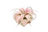 Raspberry Colorful Tillandsia Air Plants - Long Lasting Color Enhanced Live Tillandsia Succulent House Plants - Home and Garden Decor - Easy Care Indoor/Outdoor Plants (Mini Xerographica, Single)